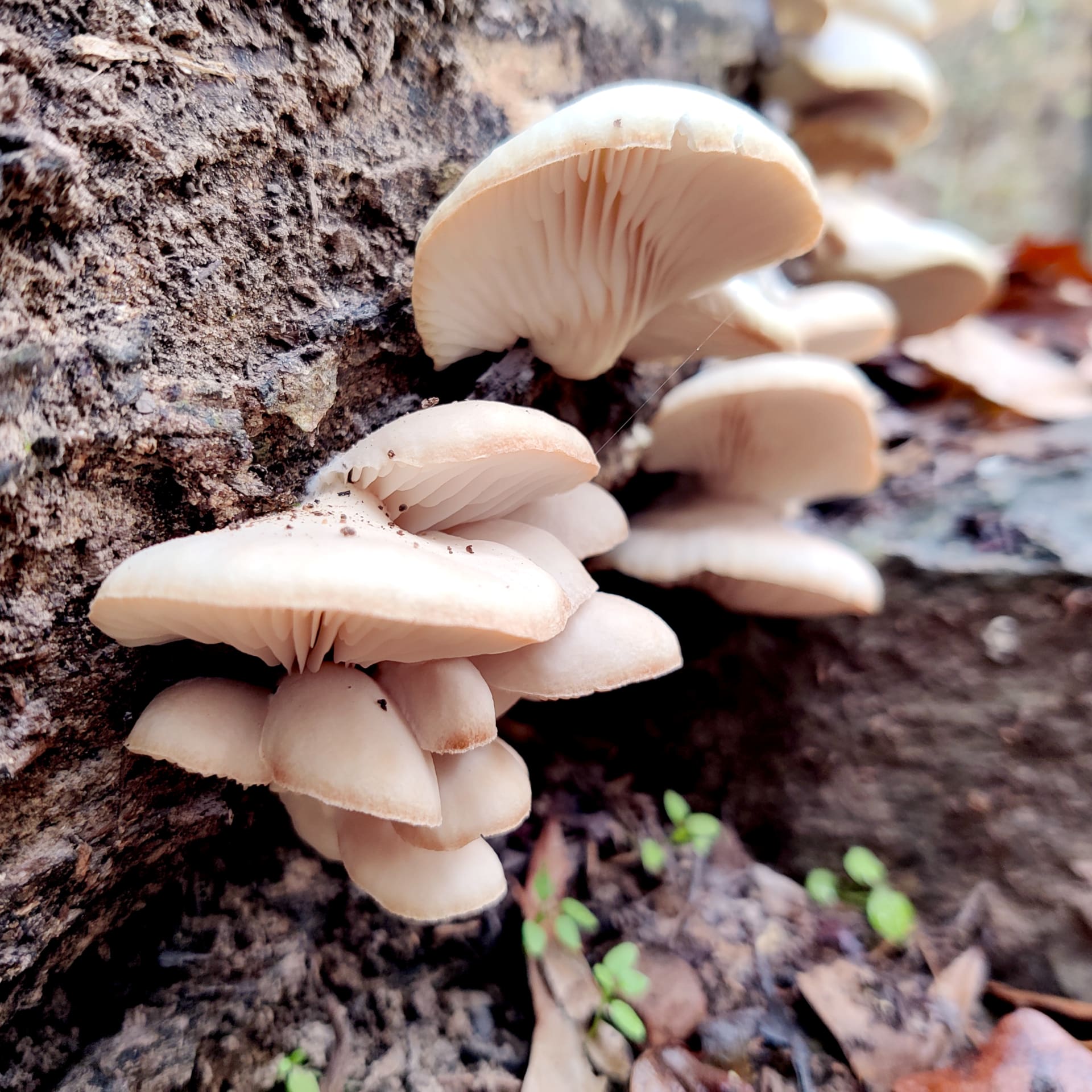 Wild Oyster Mushrooms
